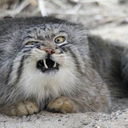 badwolfteatime avatar