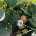 badwolfuniverse avatar