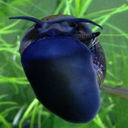 bae-bae-bettas avatar