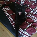 baerenbruederonfire avatar