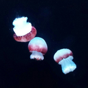 baffled-dragon avatar