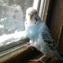 baffledbirdbandit avatar