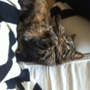 baffledking-blog avatar