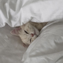 bagelsdiaries avatar