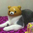 baguetteseagull avatar