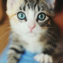 baharigetiren avatar