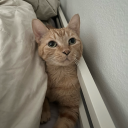 bahngchansrighttoe avatar