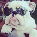 bailarforever-blog avatar