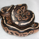 bailey-blacksheep avatar