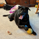 baileyology98 avatar