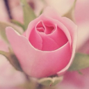 baileysrosebuds avatar