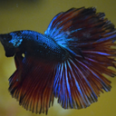 bainbridge-bettas avatar