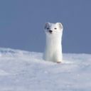 bakedbeanslover avatar