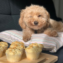 bakedbytaylor avatar