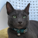bakojr avatar
