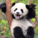 baksanabisenbana avatar