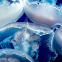 baliffwackhispeepee avatar