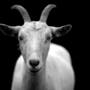 balkizinanasi avatar