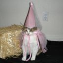 balladofahomeschooledgirlxx avatar