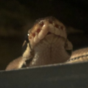 ballpython avatar