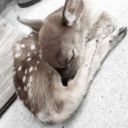 bambidolli777x avatar