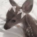 bambieyeddoll avatar