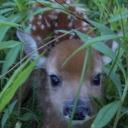 bambilovesribbons avatar