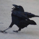 bamboozledcorvid avatar