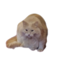 bamboozledwhiskers avatar