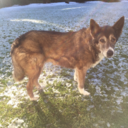 bamboozledyounoodle avatar