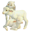 bamou avatar