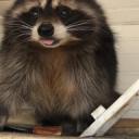ban-jaxx avatar