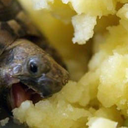 banana-babies avatar