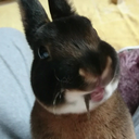 bananarbbit-blog avatar