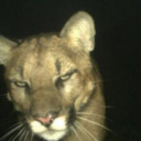 bananas-with-yogurt1234 avatar