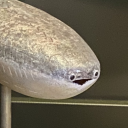 bananatesillystuff avatar