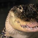 banditandbombshell avatar