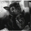 bands-is-the-answer avatar