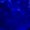 bandsmeanlife avatar