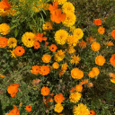 bandsoverblades avatar