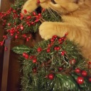 baneismydragon avatar