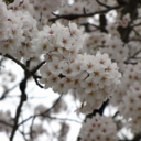 bang-bong-bamboo avatar