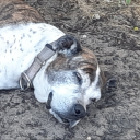 banginbootyboi avatar