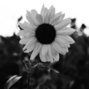 bangtankooksworld avatar