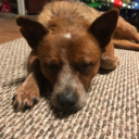 banjo-the-red-heeler-mix avatar