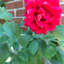 banshee-beauty avatar