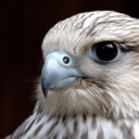 bantalsuwaidi avatar