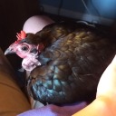 bantambookeater avatar