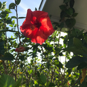 barakat-hemmwin avatar