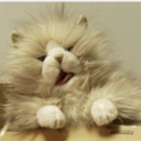 baraminfatalis avatar